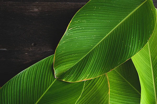 Tropical Leaf Banana Leaf Texture Calathea Luthea Cigar Calathea Dark — Stock Photo, Image