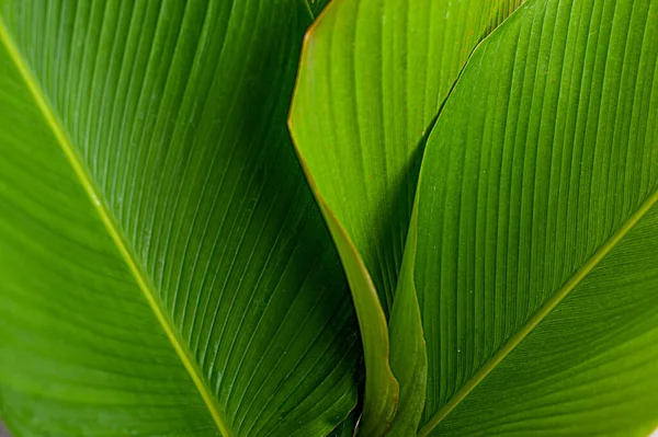 Tropical Leaf Banana Leaf Texture Calathea Luthea Cigar Calathea Dark — Stock Photo, Image