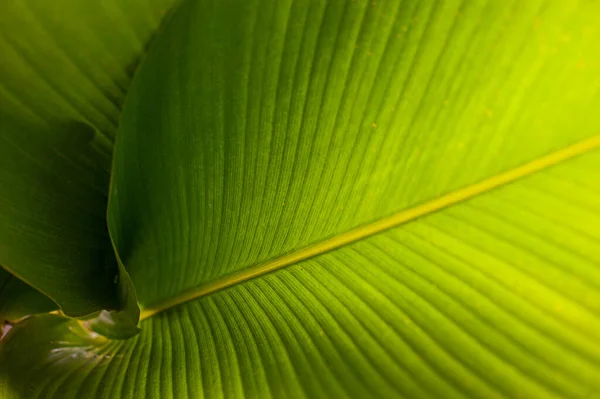 Tropical Leaf Banana Leaf Texture Calathea Luthea Cigar Calathea Dark — Stock Photo, Image