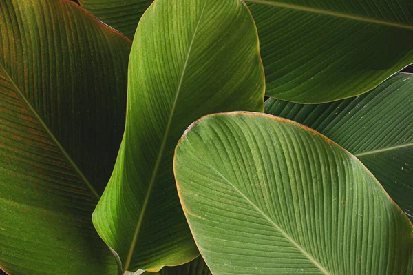 Plátano Hoja Tropical Como Textura Hoja Calathea Luthea Cigarro Calathea Imagen de archivo