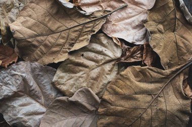 Kuru sonbahar yaprağı. Koyu kahverengi desenli arka plan ya da duvar kağıdı. Sembol: Hastalık, solgunluk, yaşlılık, emeklilik, geçmiş zaman. Yaşlanmış efekt.