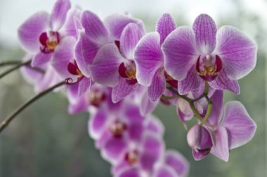 Orkide bir houseplant fotoğrafı