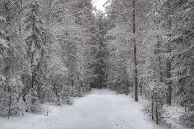 Kış ormanında yol