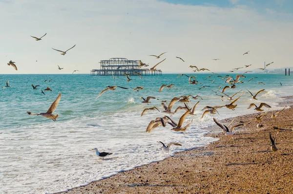 Brighton Pier, racky letící nad pláž — Stock fotografie