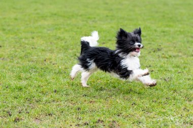 Köpek parkta koşuyor.