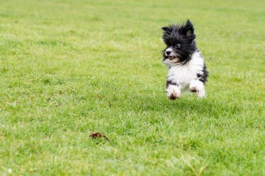 Küçük köpek parkta çalıştıran