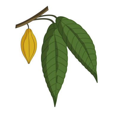 Kakao yapraklarla beyaz arka plan üzerinde izole meyve vektör çizim.
