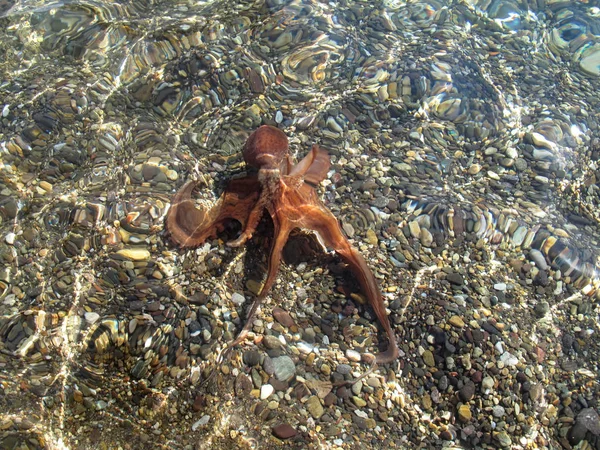 Pulpo flotante en el mar —  Fotos de Stock