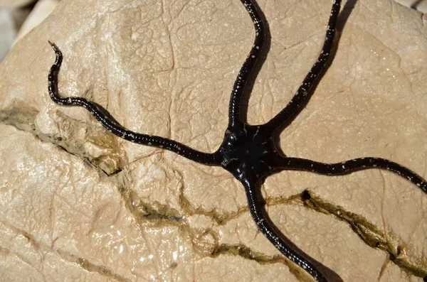 Detail van een marine dier lange slang slang echinodermata — Stockfoto