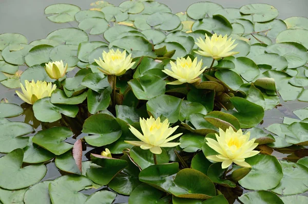 Détail de nénuphar jaune avec des feuilles vertes sur un lac — Photo