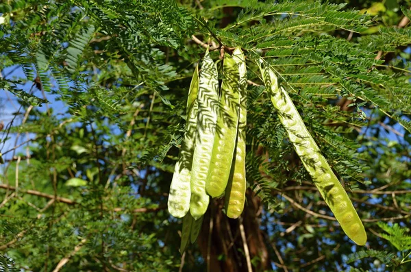 Detalj Trehvetesnekker – stockfoto