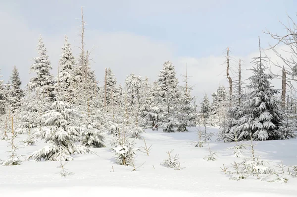 Ore Mountains Klinovec Tsjechië Winter — Stockfoto