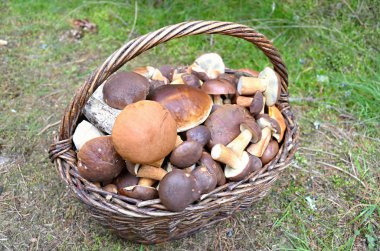 Bir sepet dolusu yenilebilir mantar.