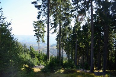 Renkli yapraklar ve sonbahar atmosferiyle sonbahar ormanı manzarası,