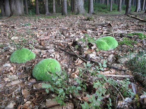 Wald Mit Hohen Bäumen Und Mooskissen — Stockfoto