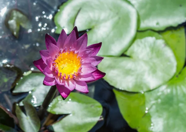 Lotus çiçek bahar yaz sezonu