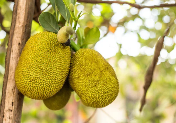 nefesi tropik ağaç Tayland