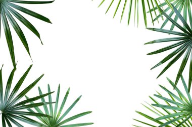  palmiye yaprağı izole