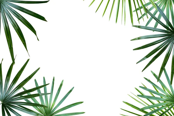  palmiye yaprağı izole