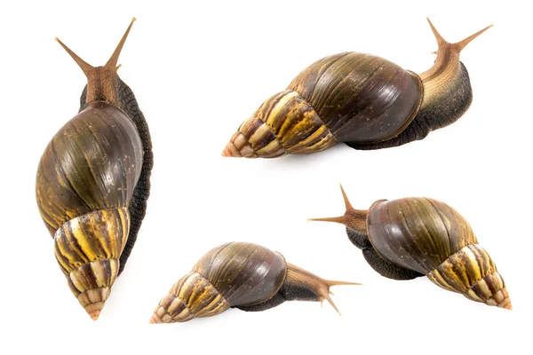 Beyaz arkaplanda salyangoz