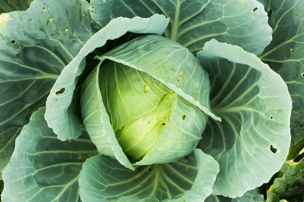 Sağlık en iyi görünüm için yemek yapmak için taze lahana.