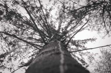 Aydınlatma ağaç iz