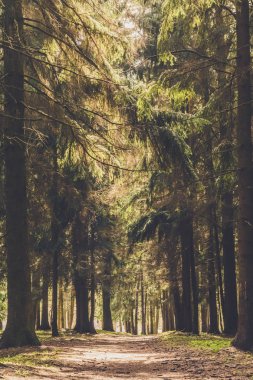 Aydınlatma ağaç iz