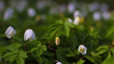 Bahar orman çiçekleri