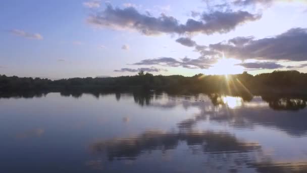 Aerial drone footage of a herd of swans swimming in a lake. — ストック動画