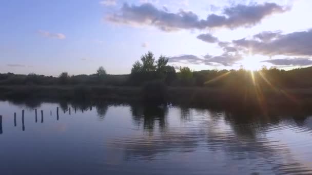 Aerial drone footage of a herd of swans swimming in a lake. — ストック動画