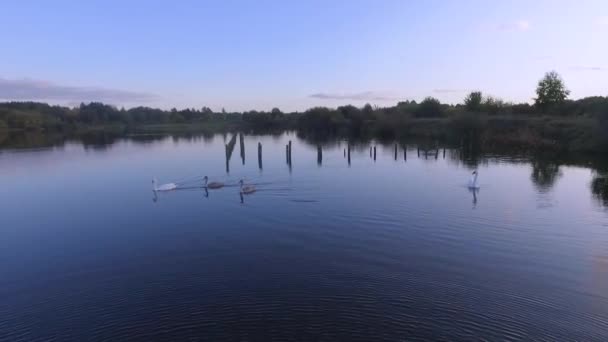 Imágenes aéreas de drones de una manada de cisnes nadando en un lago . — Vídeos de Stock