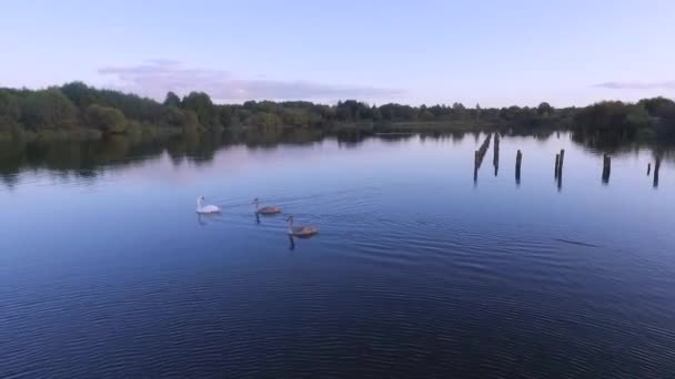 Images aériennes de drones d'un troupeau de cygnes nageant dans un lac . — Video