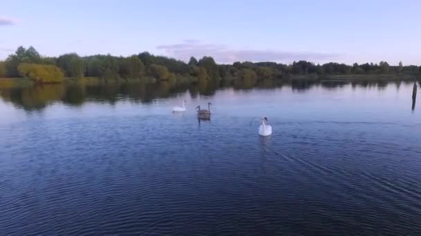 Aerial drone footage of a herd of swans swimming in a lake. — ストック動画