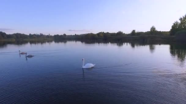 Imagens aéreas de drones de uma manada de cisnes nadando em um lago . — Vídeo de Stock