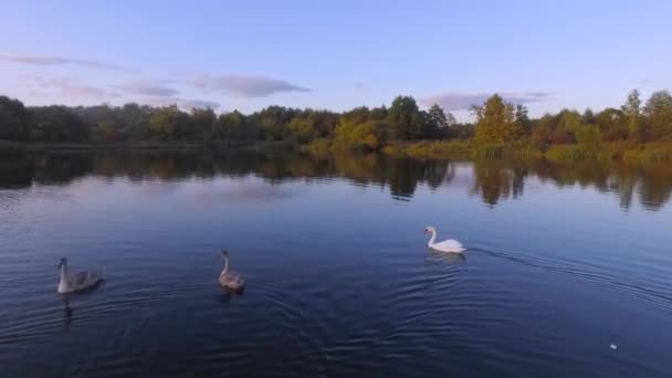 하늘을 날고 있는 백조 떼 가 호수에서 헤엄치고 있는 모습. — 비디오