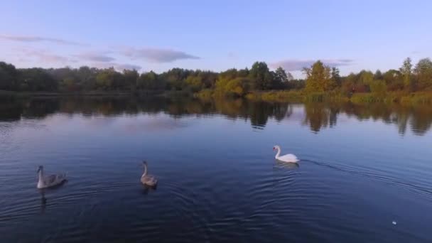 Lucht drone beelden van een kudde zwanen zwemmen in een meer. — Stockvideo