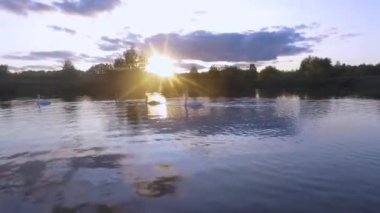 Gölde yüzen bir kuğu sürüsünün hava aracı görüntüleri..