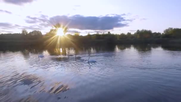 Imágenes aéreas de drones de una manada de cisnes nadando en un lago . — Vídeos de Stock