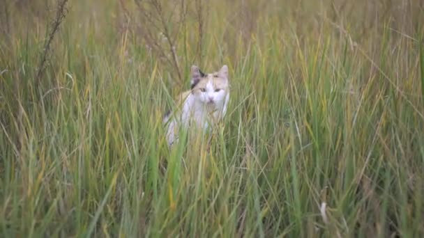 Die Katze sitzt im hohen Gras. Versteckt im Gras und auf der Jagd — Stockvideo