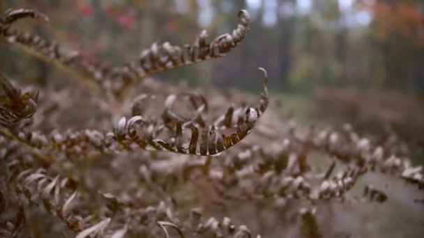 Droge Gouden Grasbochten Wind Tegen Achtergrond Van Het Bos Een — Stockvideo