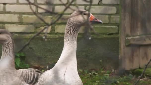 Close Clip Rustic Geese Corral Street View Metal Mesh Pets — Stock Video