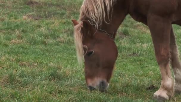 Brown cheval marche à travers le champ dans un village. Un cheval broute sur un champ vert avec des fleurs sauvages. Une prairie verte. Des animaux. 4k 