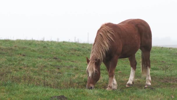 茶色の馬は村の畑を歩き 新鮮な草を食べます 馬は野の花で緑の畑を放牧する 緑の牧草地動物だ草を食べる — ストック動画