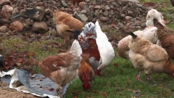 鸡舍里的鸡 欧洲有机农业 — 图库视频影像