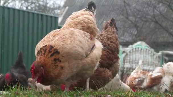 Galinhas Uma Galinha Agricultura Orgânica Europa — Vídeo de Stock