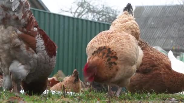 Tavuk Kümesinde Tavuklar Organik Tarım Avrupa — Stok video