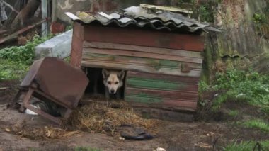 Demir zincirli, korkmuş yaşlı köpek tahta bir kulübeden tayt giyiyor.