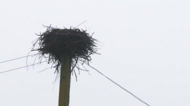 Elektrik direğinde yalnız leylek yuvası. Terk edilmiş yuva. Leylekler daha sıcak iklimlere uçtu. 4k