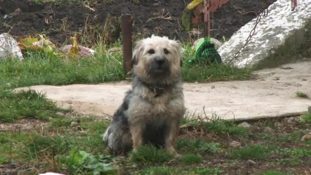 ブース バークスの近くの鎖の上の番犬 通りの庭に小さな番犬 — ストック動画