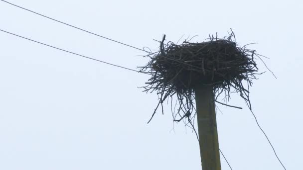 電柱の上に孤独なコウノトリの巣 放棄された巣 暖かい気候に飛ぶコウノトリ — ストック動画